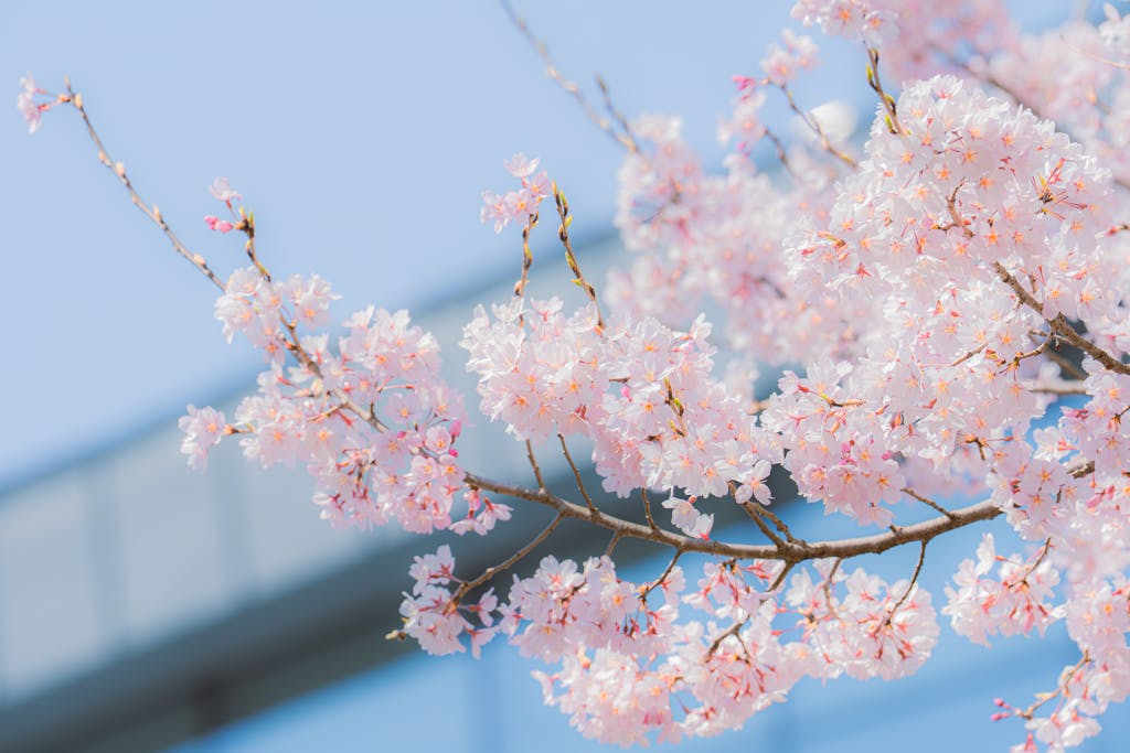 Delicate cherry blossoms in full bloom against a clear blue sky, showcasing spring's beauty.