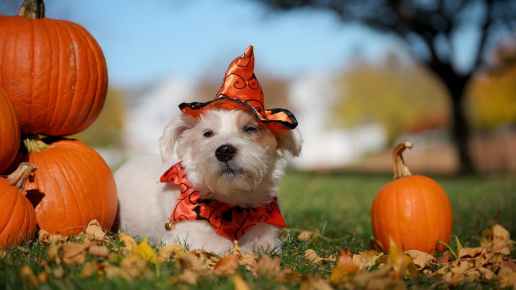 Small white dog in a witch hat and orange cape lying among pumpkins and fall leaves