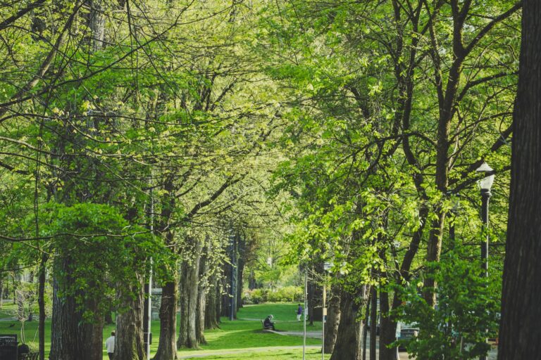 Tall leafy trees line a green park path in Portland, Oregon, in spring
