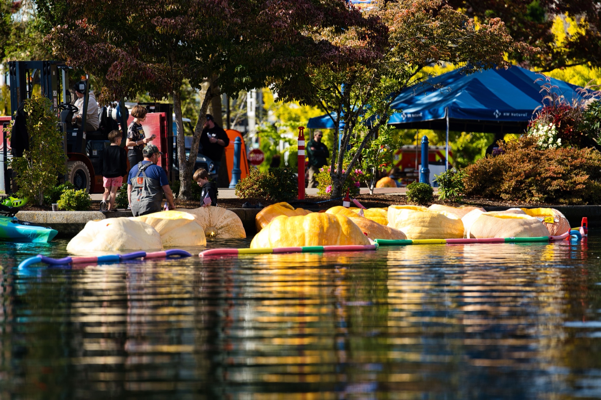 Giant pumpkins waiting in a pool-noodle corral near the shore before the Pumpkin Regatta races